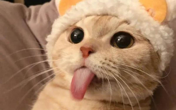 沒有毛的貓是什么品種的小貓