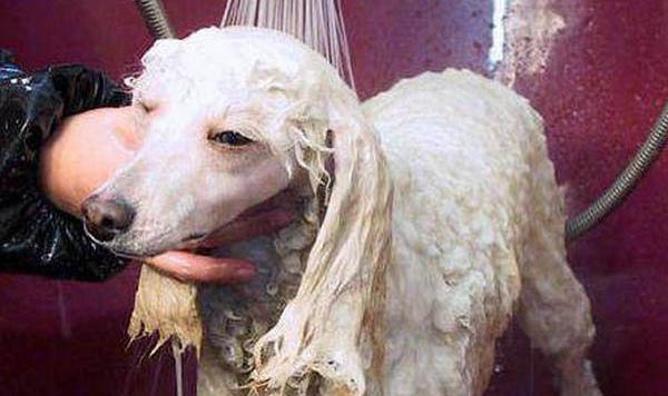 貴賓犬多大可以洗澡