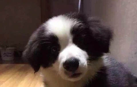 高鐵能托運狗狗嗎多少錢啊