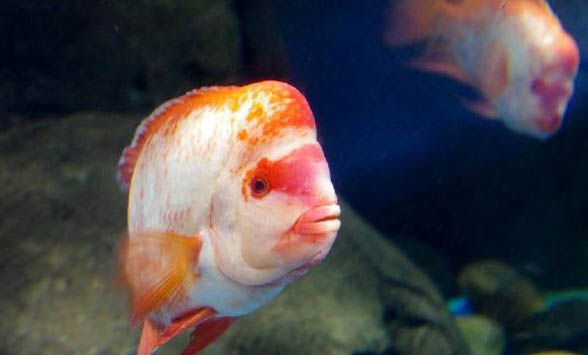 羅漢魚苗多大開始起頭