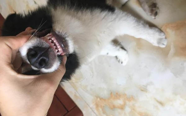 狗狗眼睛充血