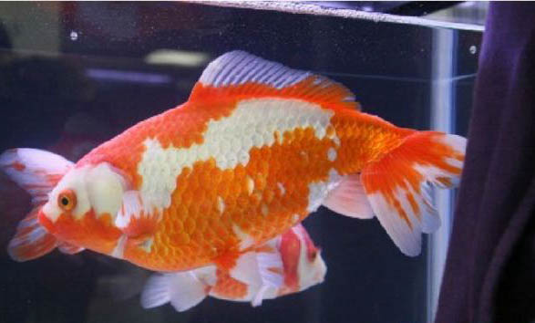 草種金魚有哪些品種