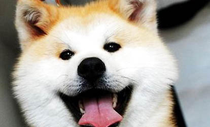 秋田犬和柴犬哪個好?