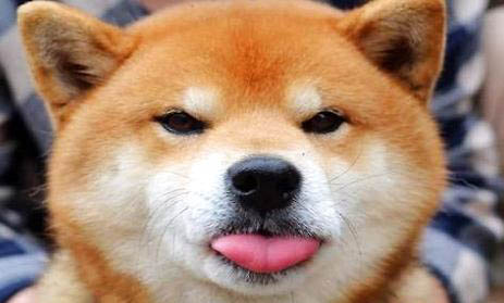 三門峽哪里有賣柴犬