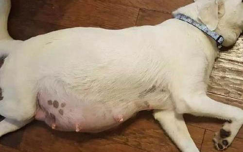 狗狗可以吹電風扇嗎?