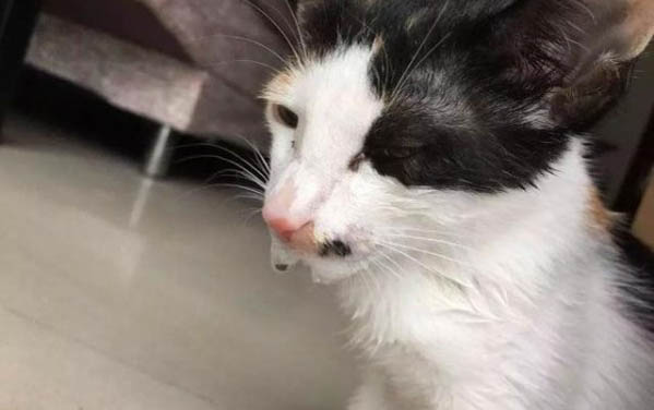 哪些貓容易得傳腹病