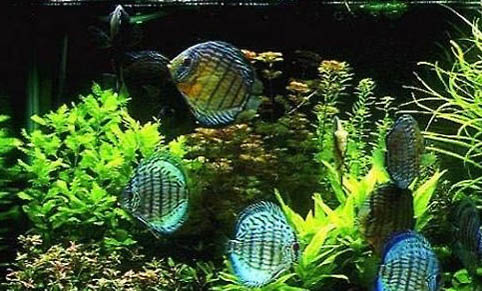 魚缸消毒殺菌用什么好