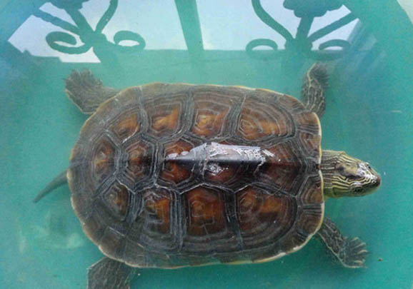 花龜和草龜的區別
