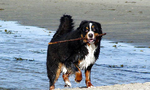 犬瘟會傳染給人嗎
