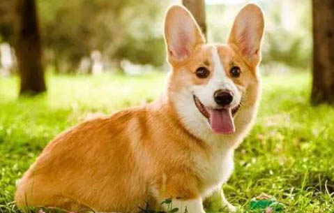 柯基和柴犬哪個(gè)好養(yǎng)?
