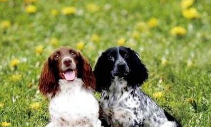 米格魯獵犬的飼養(yǎng)要點(diǎn)有哪些