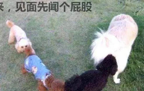 狗狗色盲的原因有這些