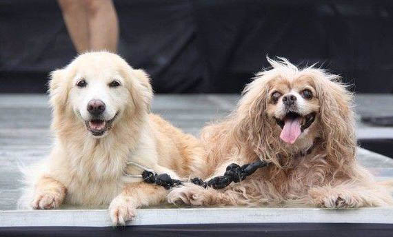 狗狗上火癥狀