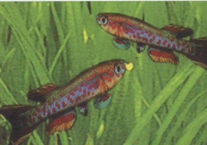 黃翅珍珠異形魚怎么養(yǎng)