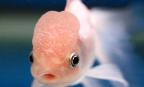 水泡眼金魚好養嗎