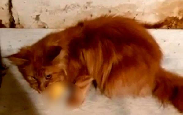 狗狗犯錯冷落多久合適