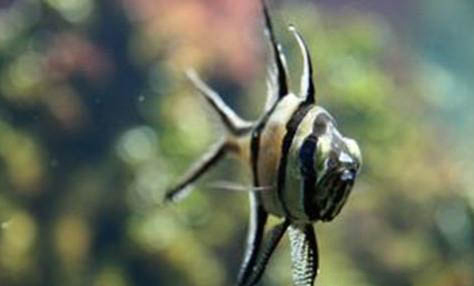 一畝魚塘能養多少草魚