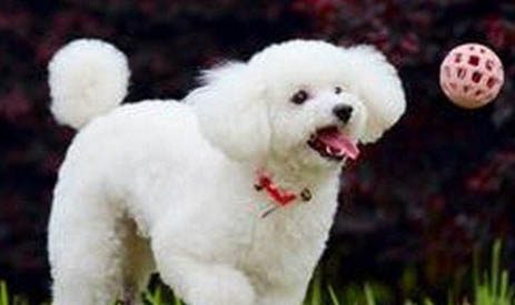 德國賓沙犬一般能活多久