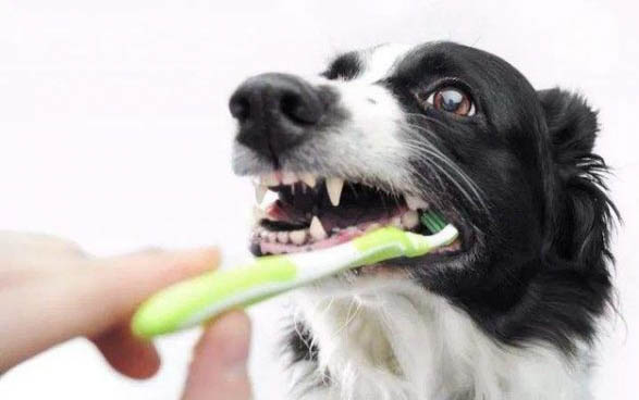 狗狗喜歡你的表現