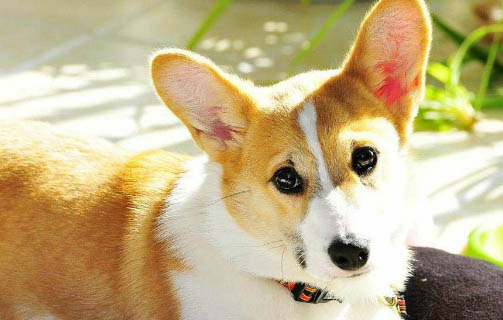 貓糧狗狗能吃嗎