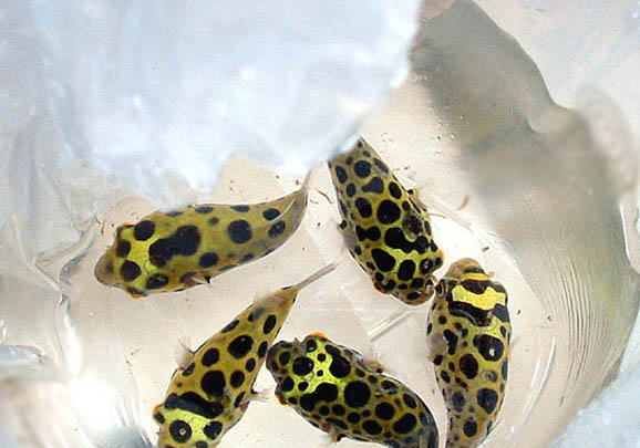 潛水艇魚能長多大?