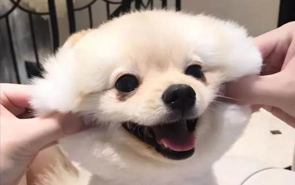 小狗抽搐咋回事兒