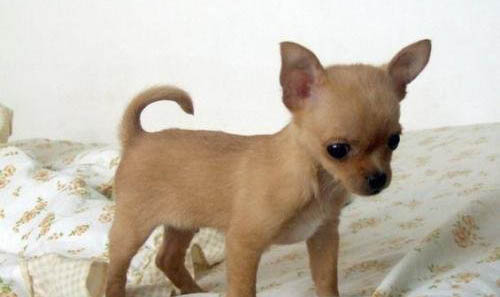 三個月幼犬感冒吃什么藥