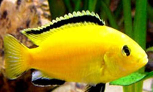 非洲王子魚的飼養(yǎng)要點