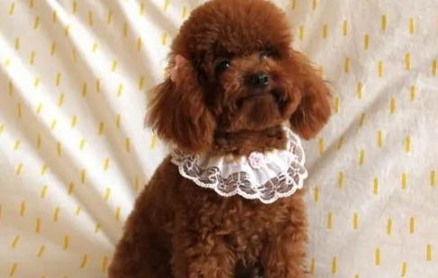 貴賓幼犬如何喂養狗糧視頻