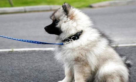 荷蘭毛獅犬拉血便的原因及處理方法