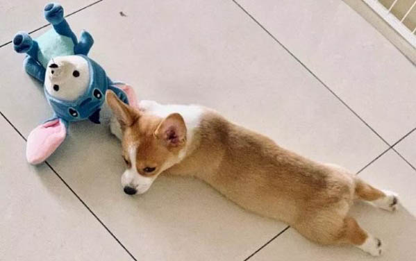 狗狗絕育手術需要多少錢