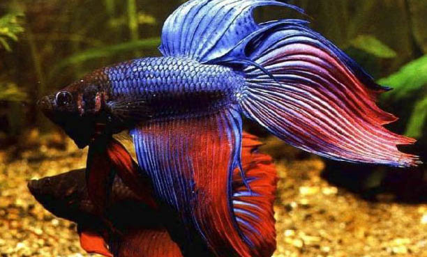 淡水觀賞魚的種類圖片大全