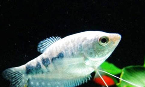 曼龍魚(yú)可以和什么混養(yǎng)