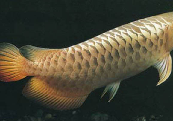 金龍魚(yú)多久繁殖一次