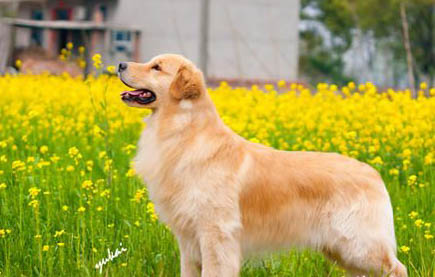 狗狗懷孕有哪些癥狀