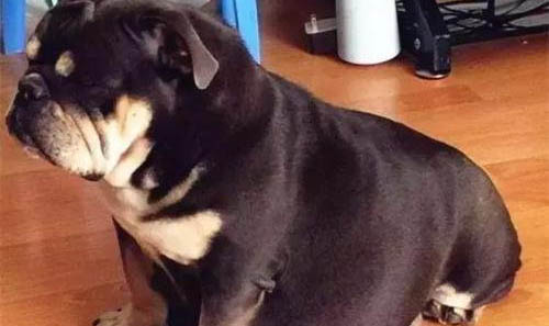 把狗狗關廁所