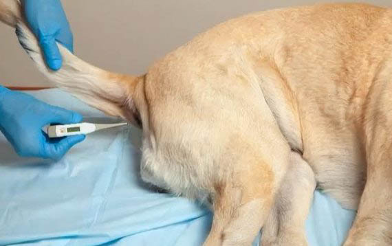 狗狗懷孕50天沒肚子是什么情況