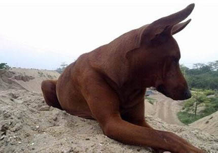 法老王獵犬老喝水的原因及處理方法