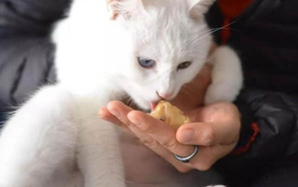 狗狗突然不粘人叫也不理