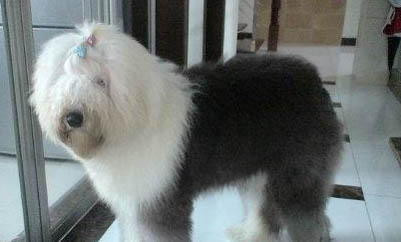 冰島牧羊犬有哪些喜好
