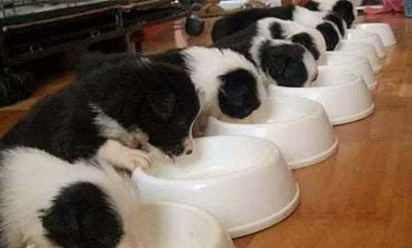 幼犬一次吃多少驅蟲藥