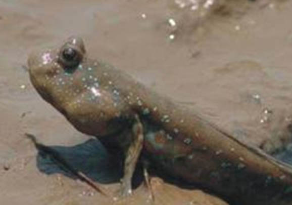 彈涂魚要怎么養
