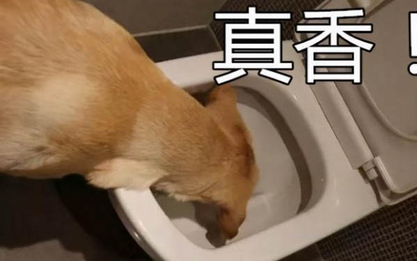 狗狗被人打了頭部后站不起來該怎么辦?