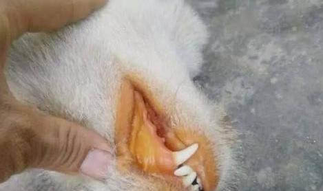 德國賓沙犬吐了需要怎么辦