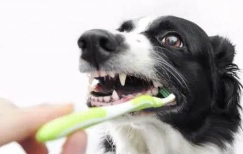 狗狗能吃白豆腐嗎