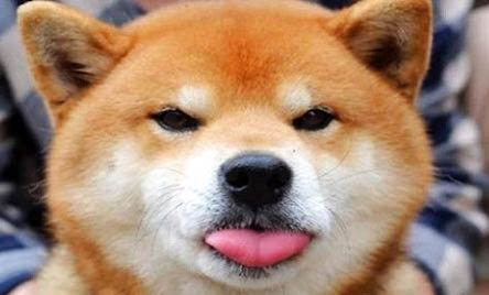柴犬哪里有賣的
