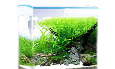小型魚池需要增氧嗎
