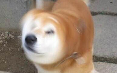 怎么知道狗狗發燒呢