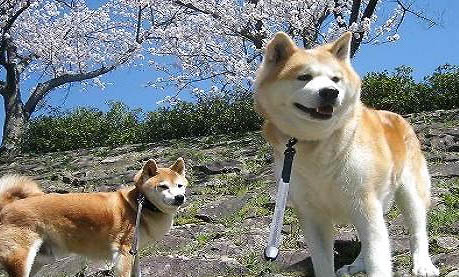 秋田犬和柴犬哪個好?