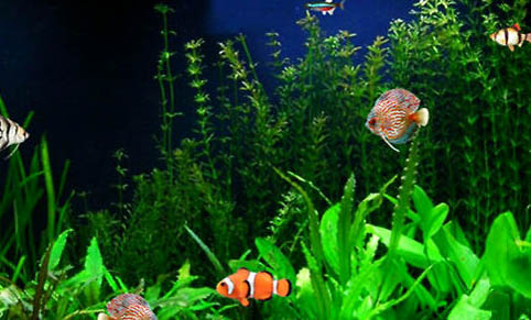 龍魚入缸多久可以喂食?